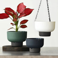 Self-Watering Hanging Planter