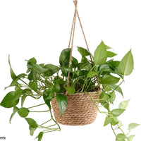 Macrame Jute Rope Plant Hanger