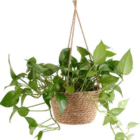 Macrame Jute Rope Plant Hanger