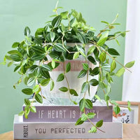 Self-Priming Hanging Pot